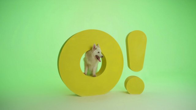 День домашних животных на телеканале «О!»