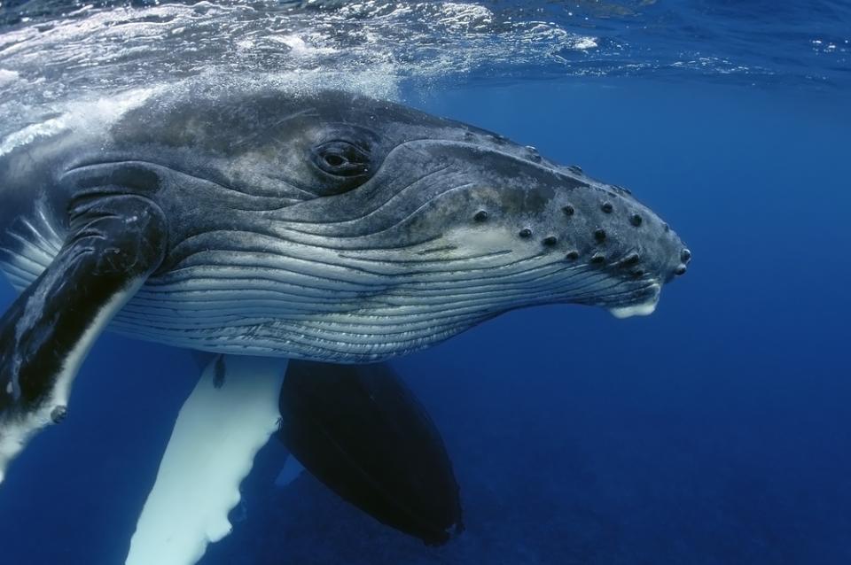 10 фактов о китах и дельфинах: этого вы точно не знали! - Телеканал «О!»