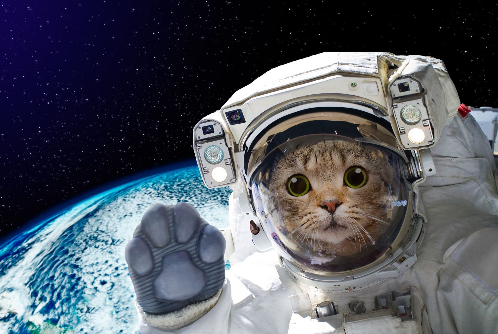 Кот в костюме астронавта