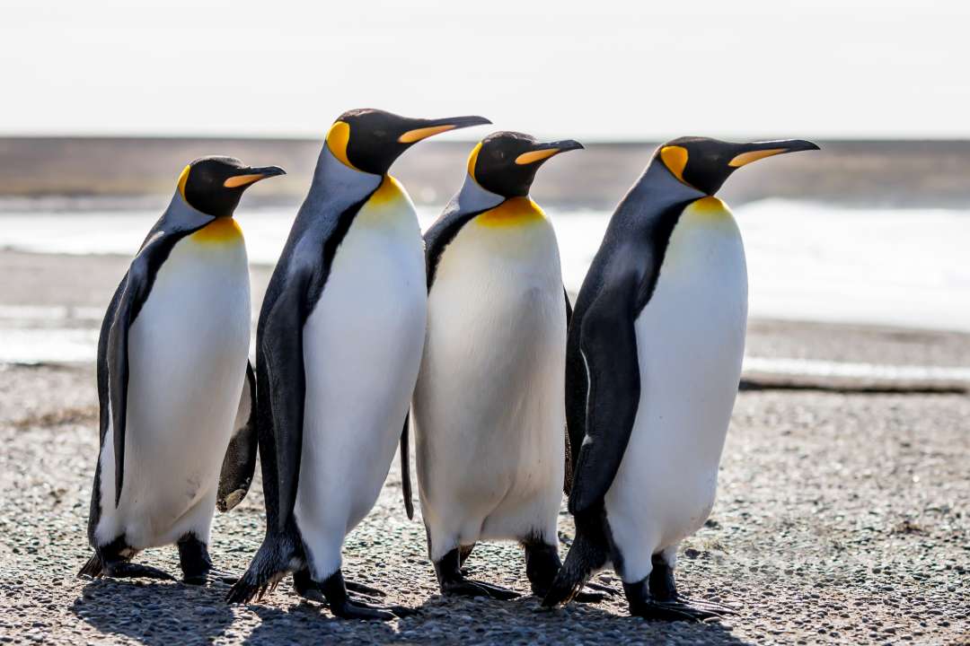 Императорский пингвин.  Фото: fieldwork,/Shutterstock