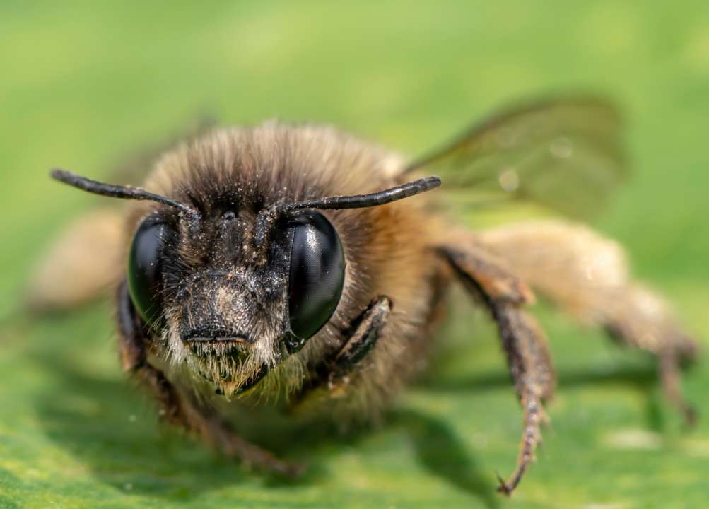 переселение пчел