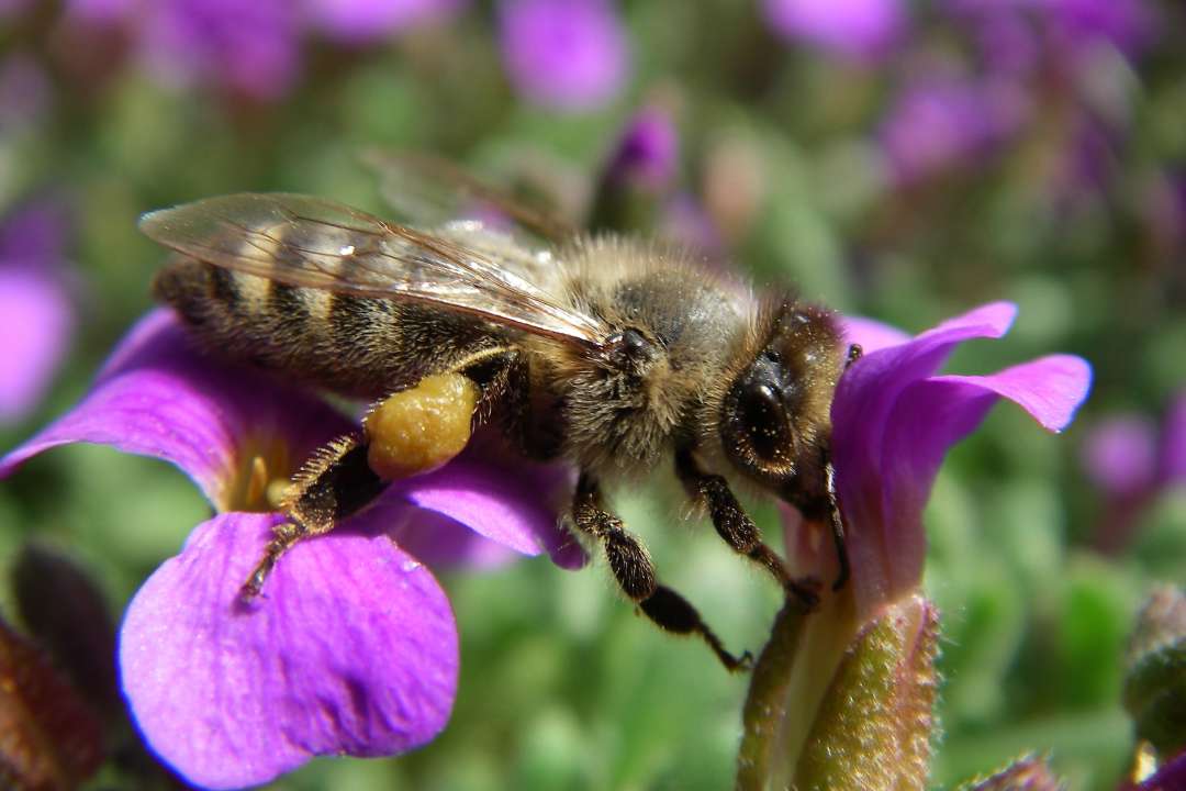 пчела несет нектар