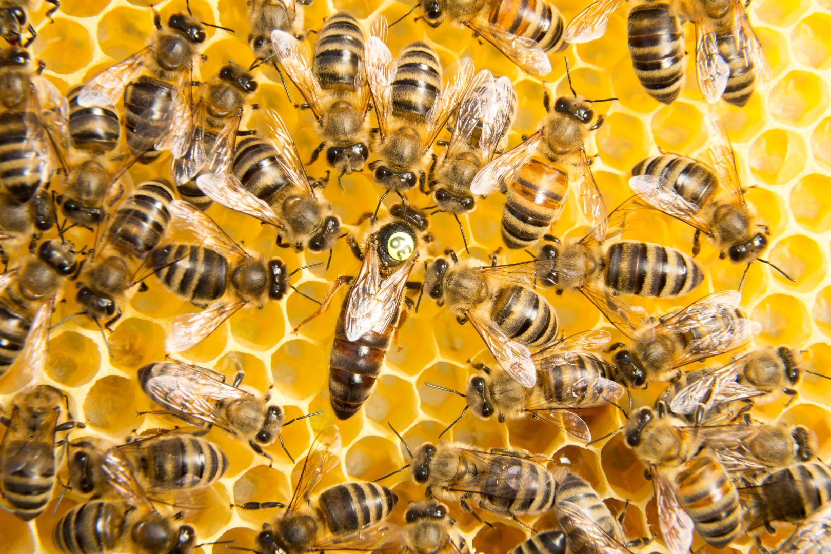 Honeybee / Королева пчёл