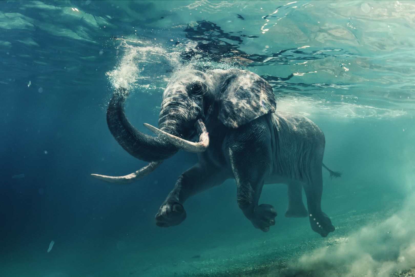 Слоны плавают