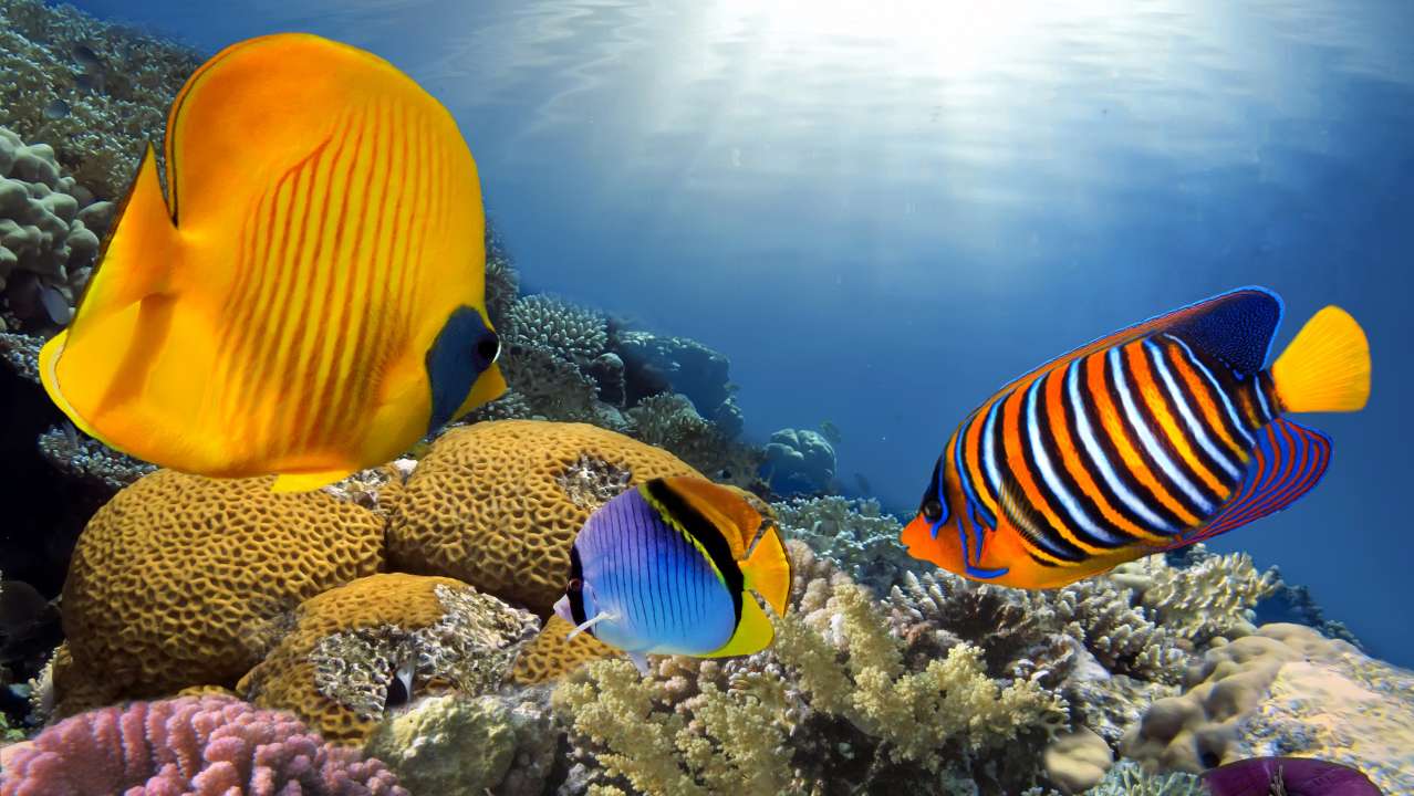Самые красивые рыбы в мире – ТОП-20 (+ 40 фото)