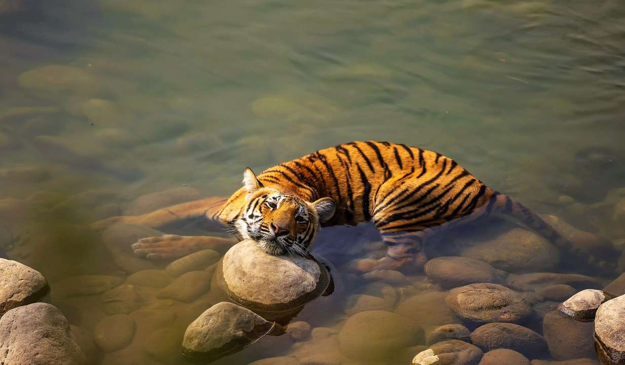 Рисунки тигров для срисовки (70 фото)