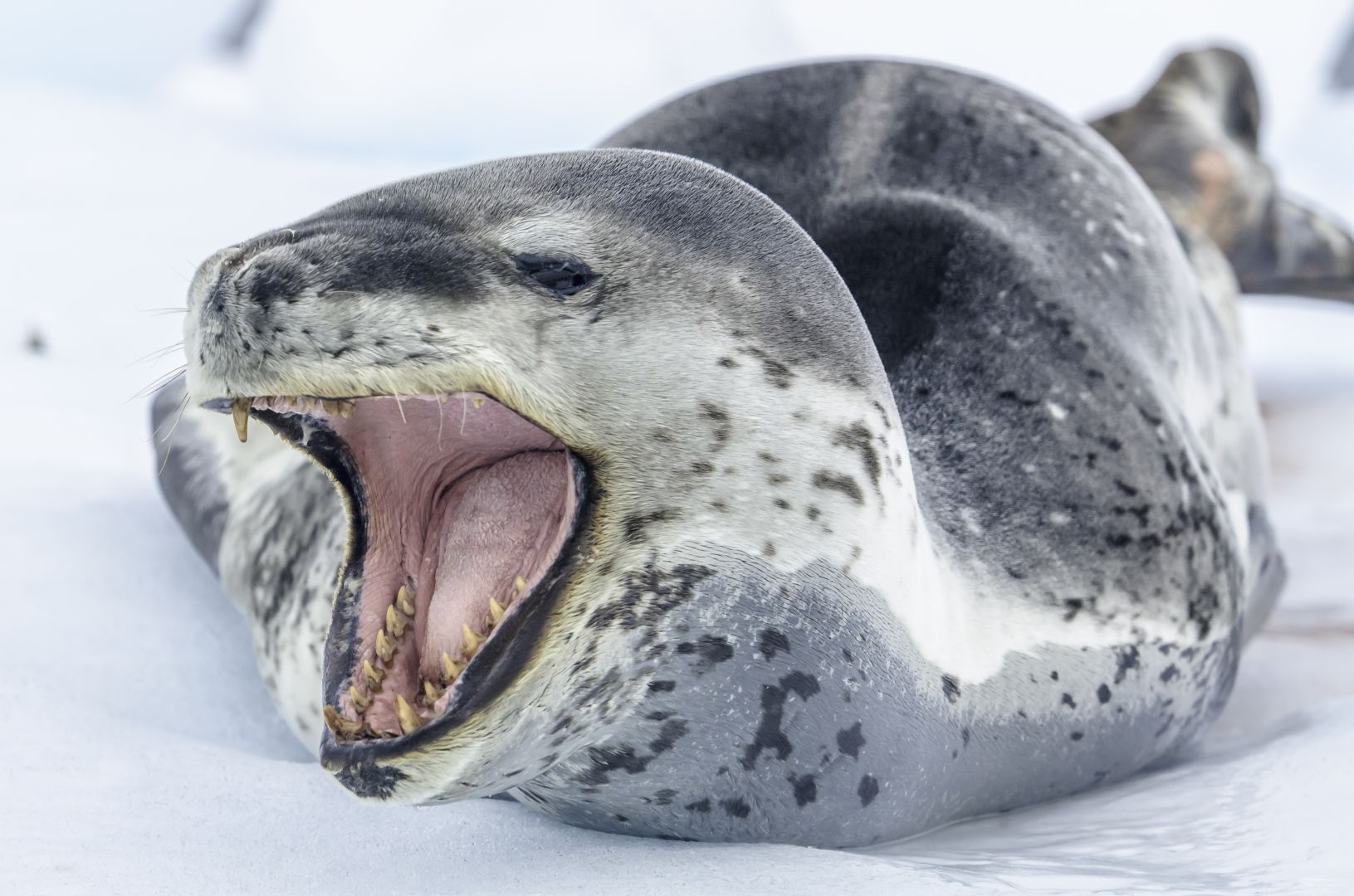 Морской леопард фото животное