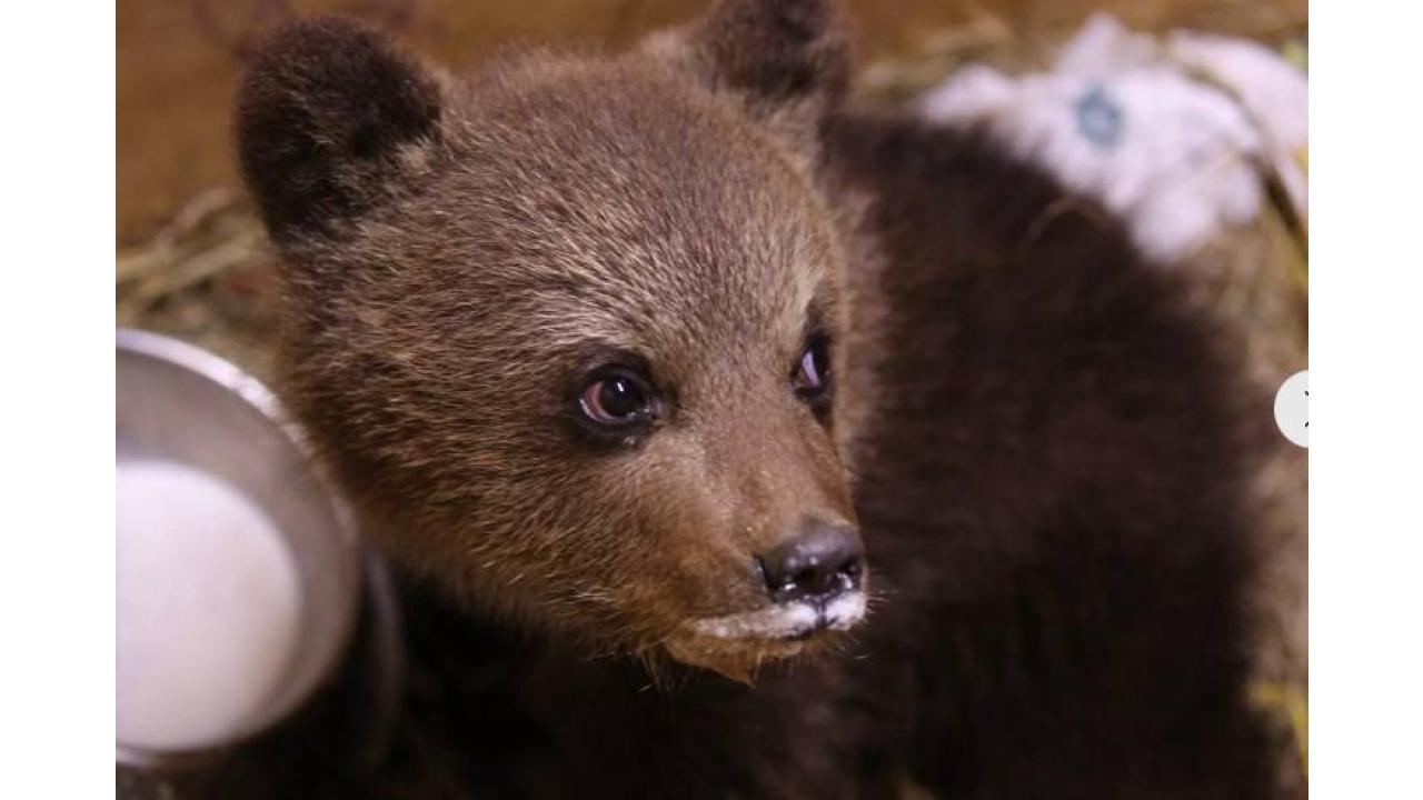 Фото с сайта Центра спасения медвежат-сирот www.orphan-bear.org