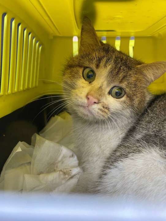 Фото с сайта Авиакотов www.acats.com