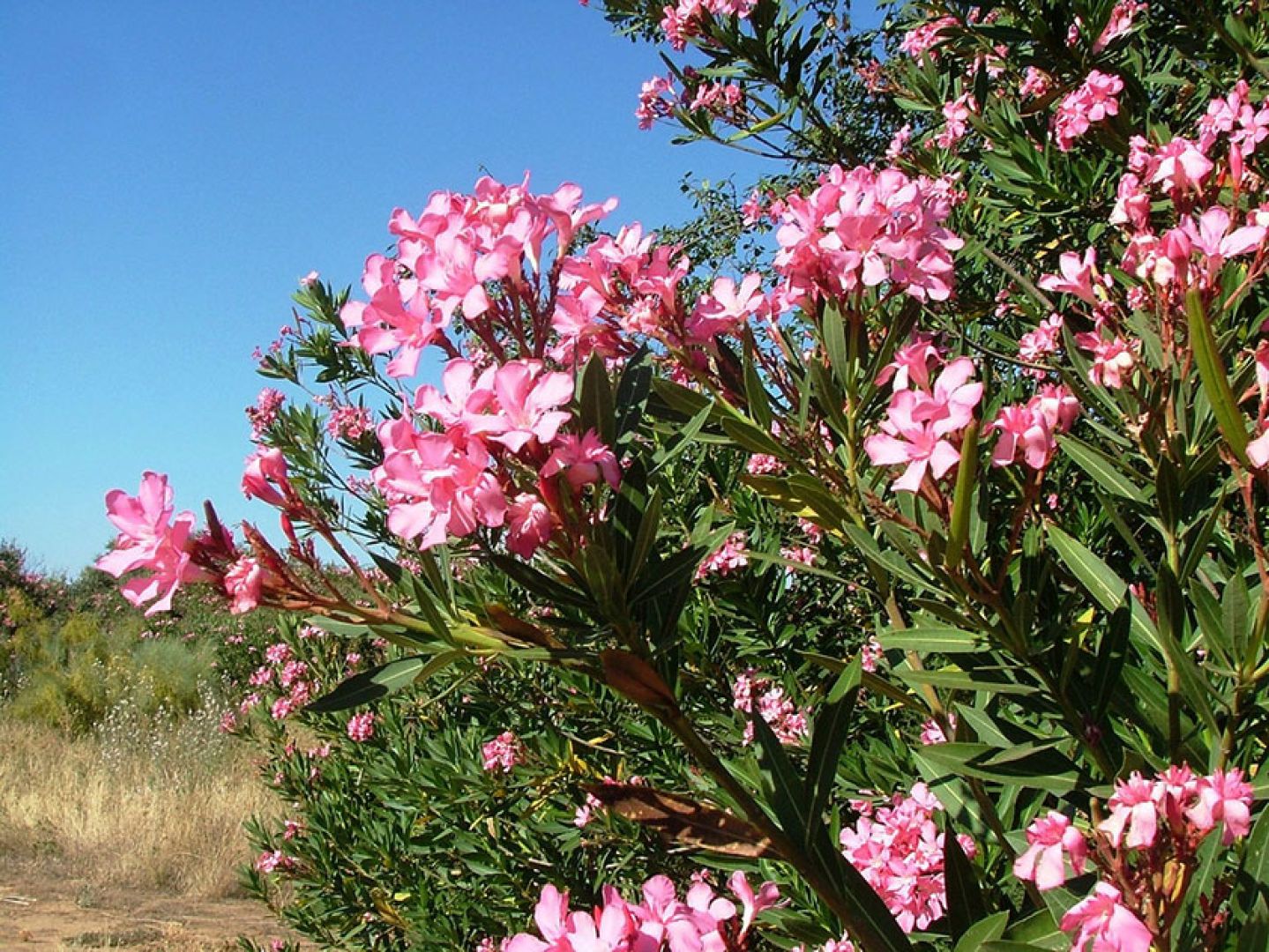 Олеандр обыкновенный (Nerium Oleander);