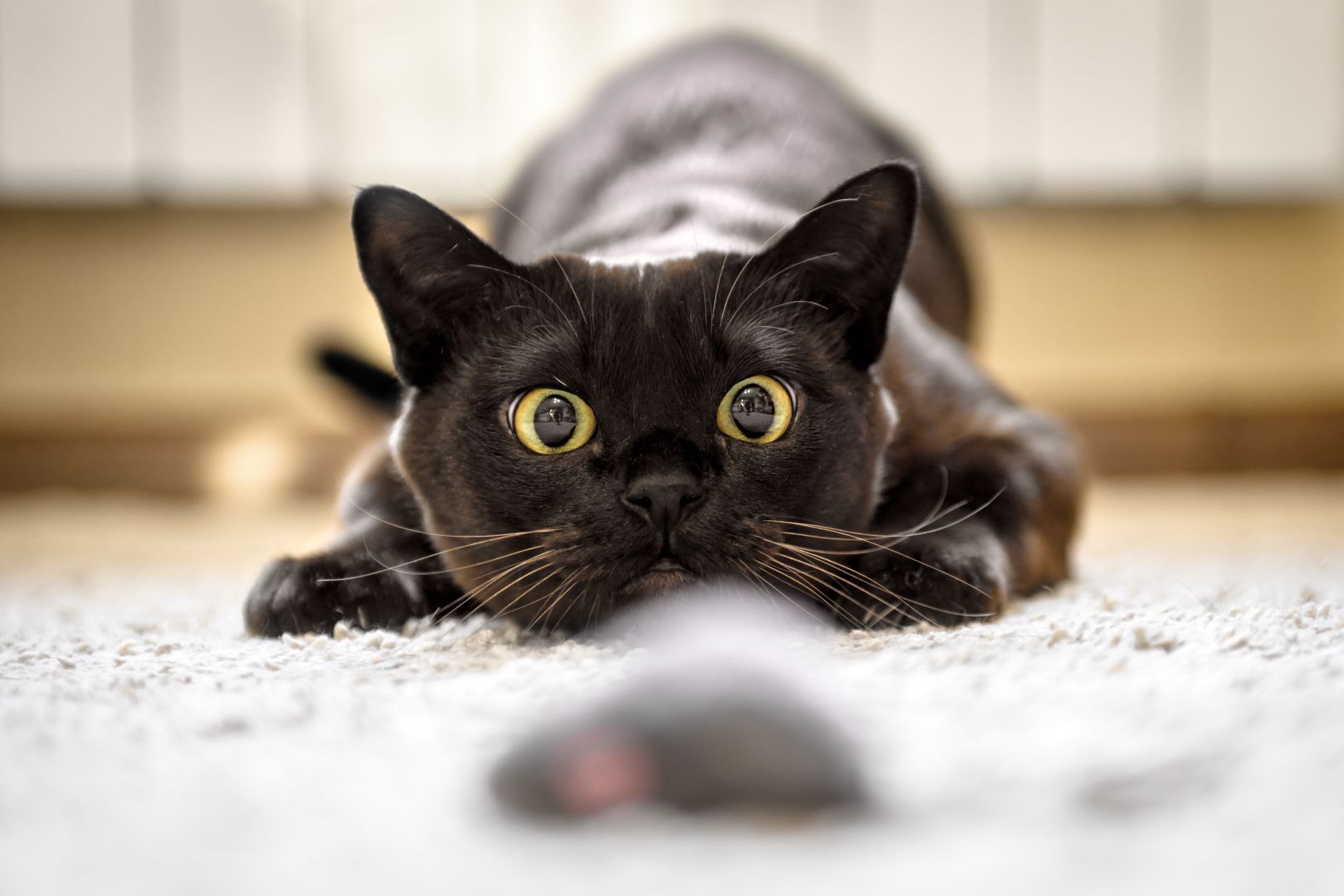 Чёрно-белый котик Пинтерест
