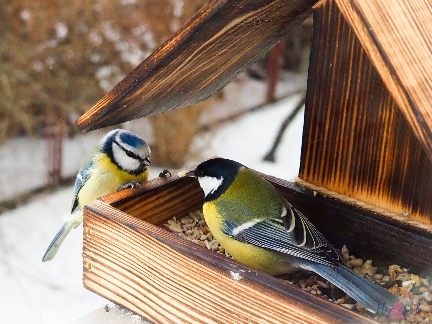 Как помочь птицам в морозы?