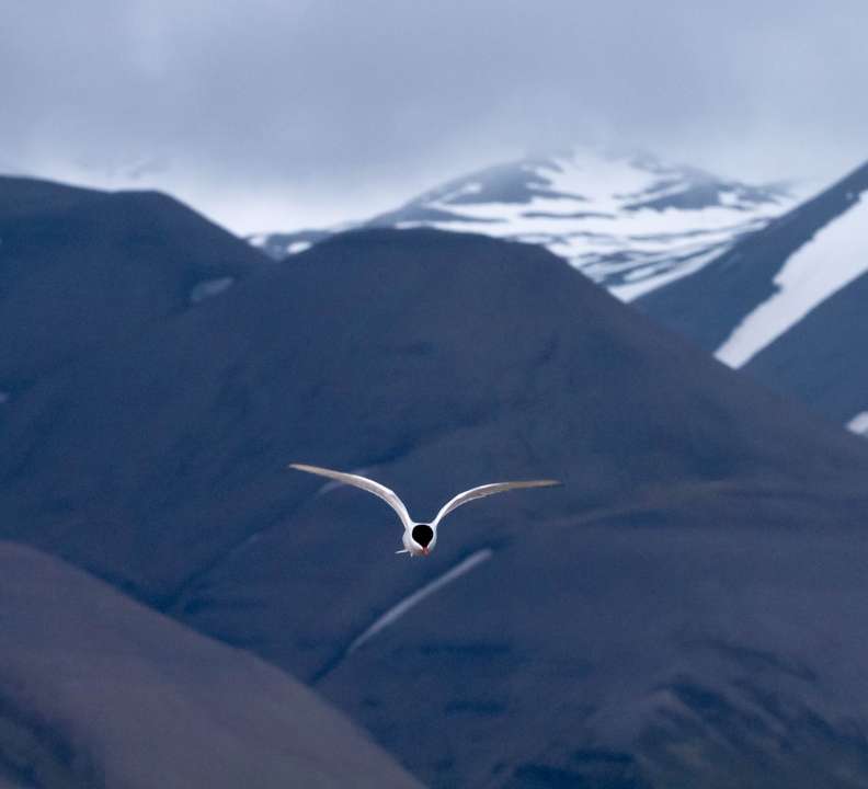 Фото:Kiril Dobrev /Unsplash