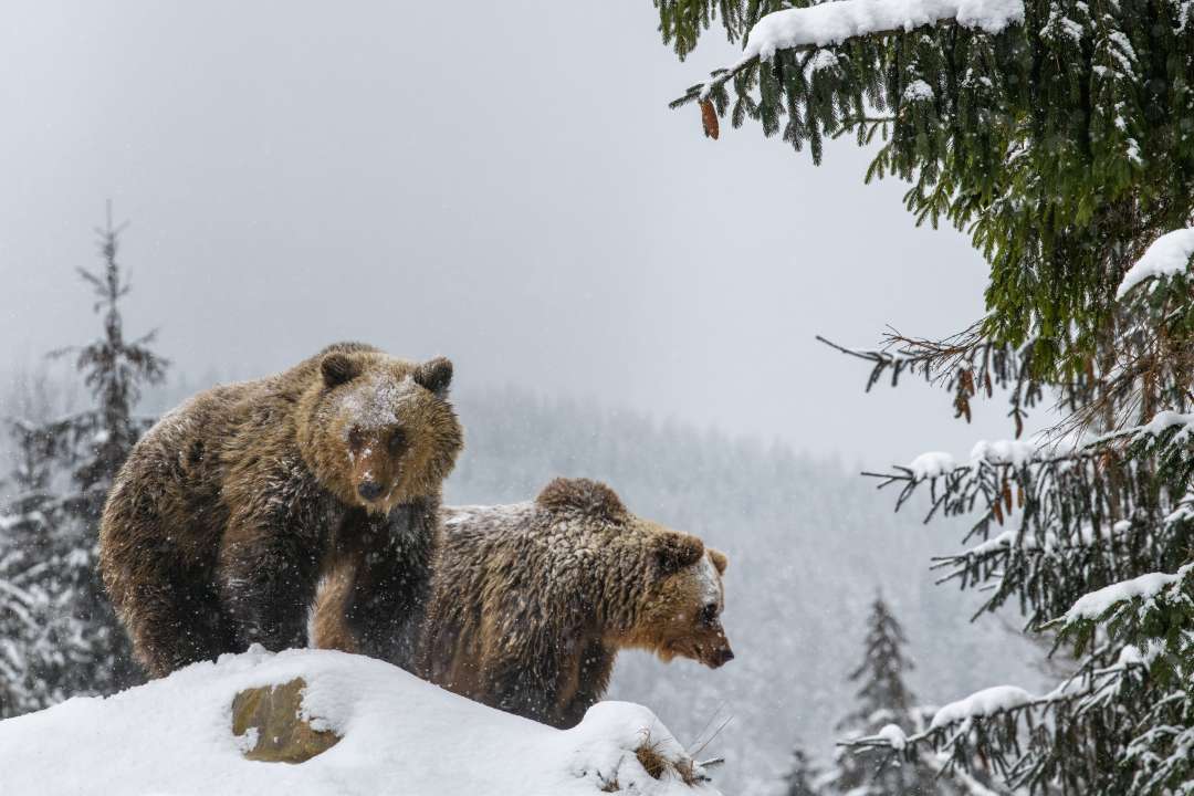 Фото: Volodymyr Burdiak/Shutterstock.com Фото: Volodymyr Burdiak/Shutterstock.com