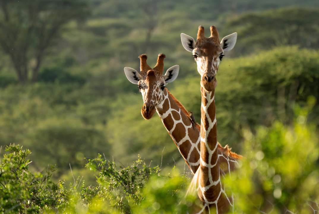 Фото: Quinton Meyer ZA/Shutterstock Фото: Quinton Meyer ZA/Shutterstock