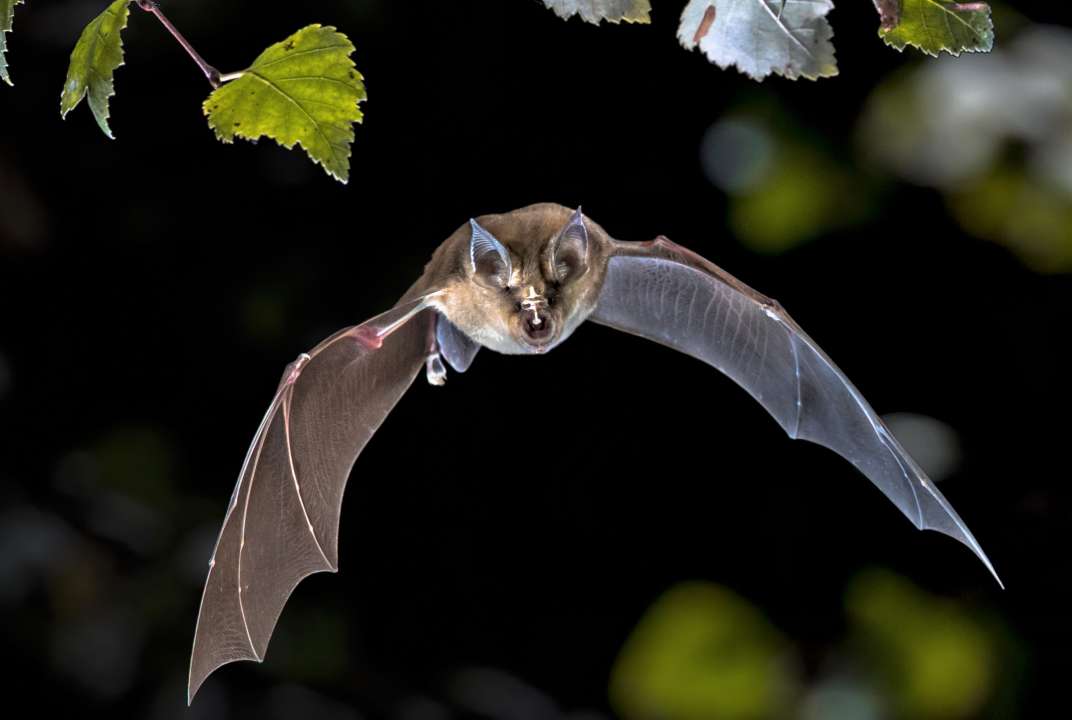 Фото: Rudmer Zwerver/Shutterstock