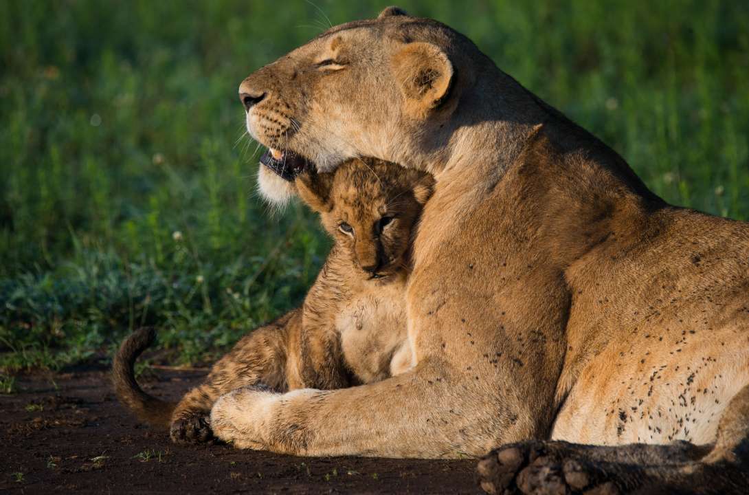 Фото: AfricaWildlife/Shutterstock
