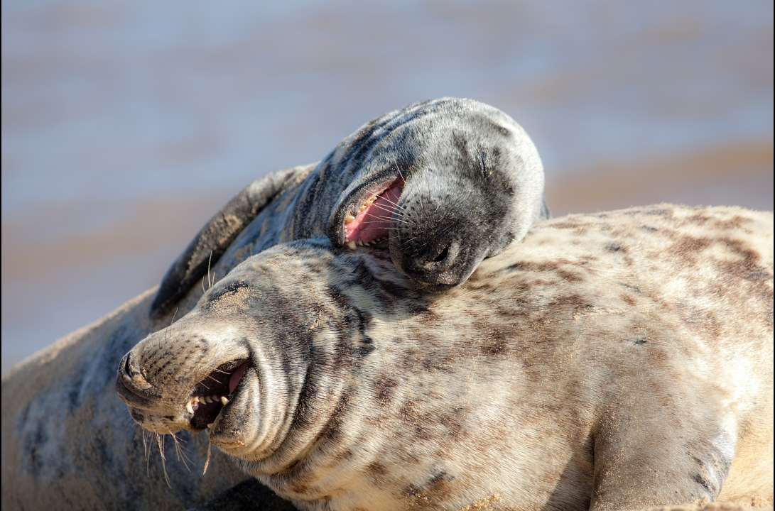 Фото: Ian Dyball/Shutterstock