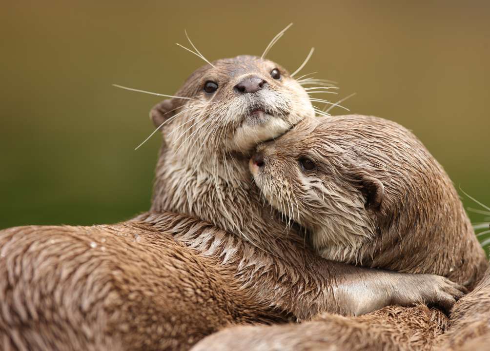 Фото: scooperdigital/Shutterstock