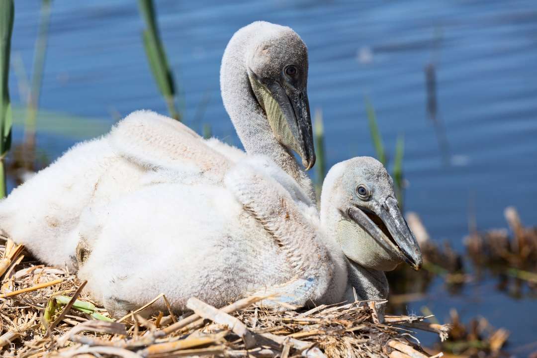 Птенцы пеликана в гнезде: дельта Волги Фото: Aguus108/Shutterstock