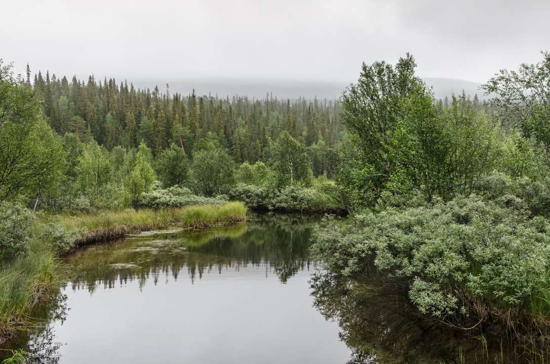 Река Чёрная в Карелии Фото: Andromed/Shutterstock