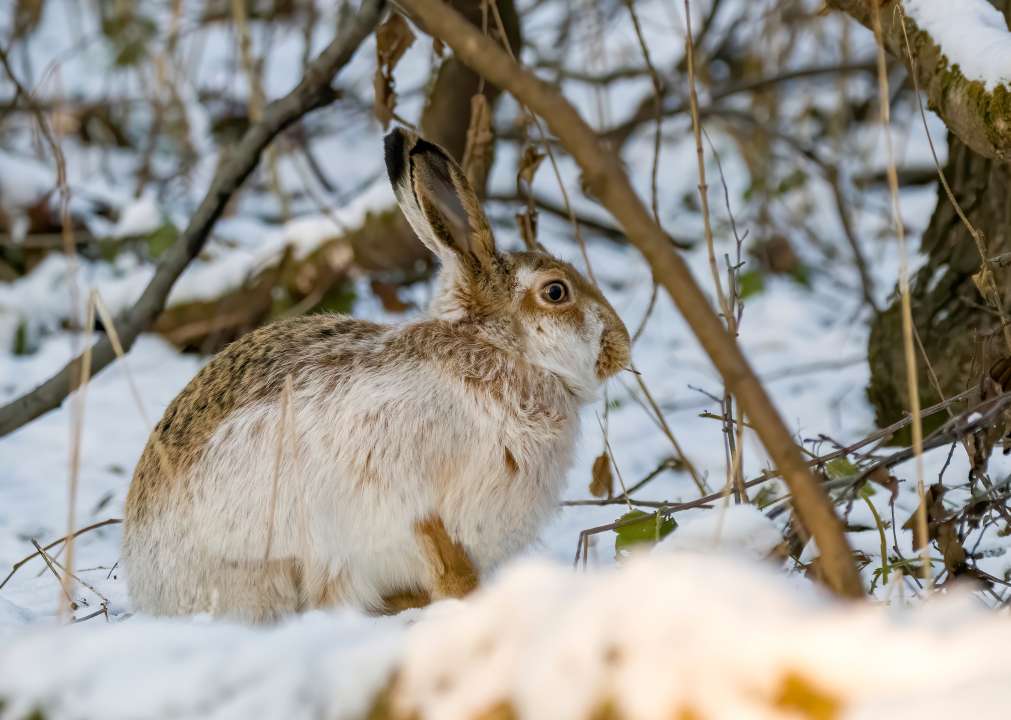 Фото: Mikhail_Ezdakov/Shutterstock Фото: Mikhail_Ezdakov/Shutterstock