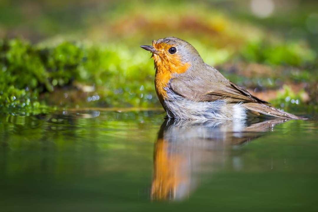 Фото: Golubev Dmitrii/Shutterstock Фото: Golubev Dmitrii/Shutterstock