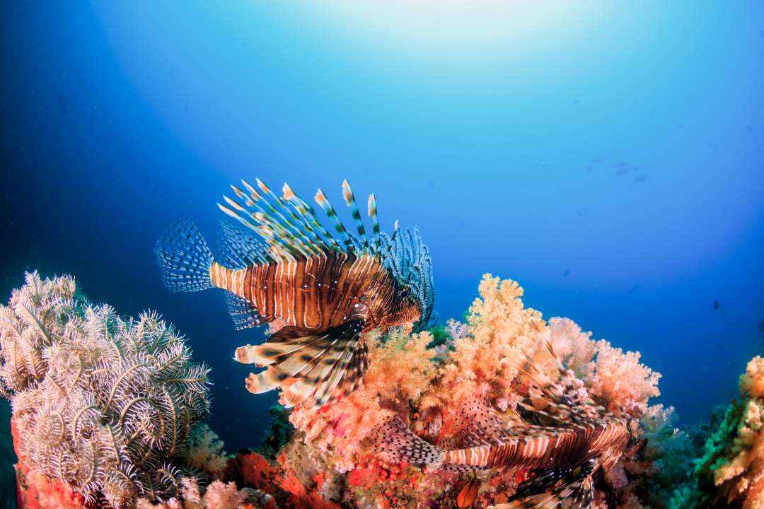 Фото: Richard Whitcombe/Shutterstock Фото: Richard Whitcombe/Shutterstock