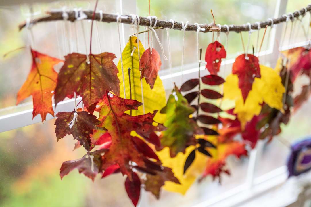 Фото: Leigha Perales/Shutterstock Фото: Leigha Perales/Shutterstock